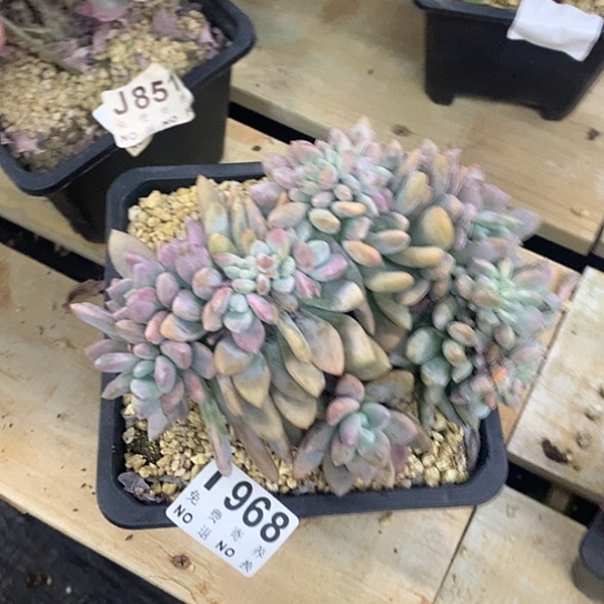 奥普琳娜缀化968 亏本处理不退不换7-8天左右