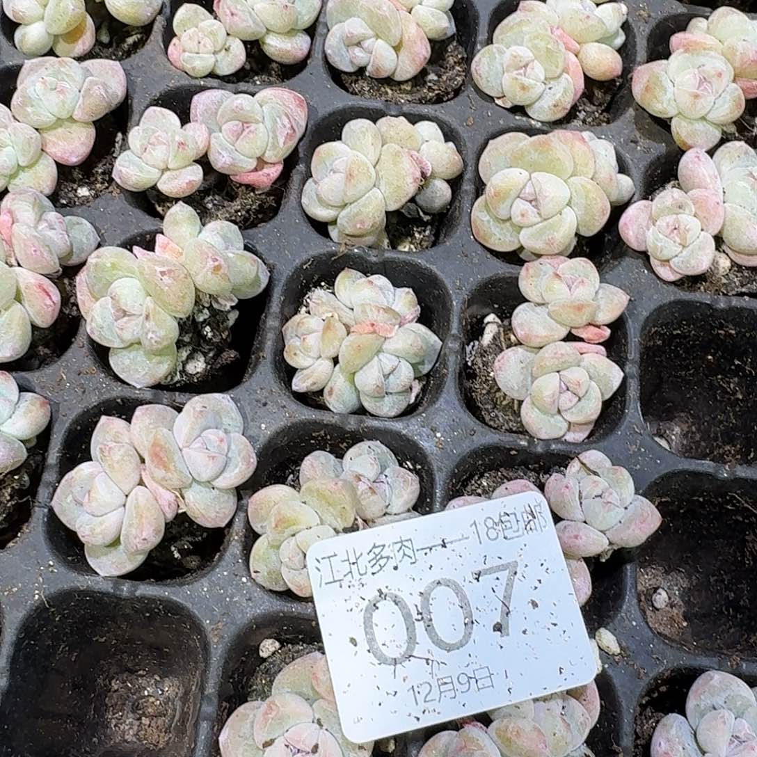 07号到手5颗，白底紫心冰玉