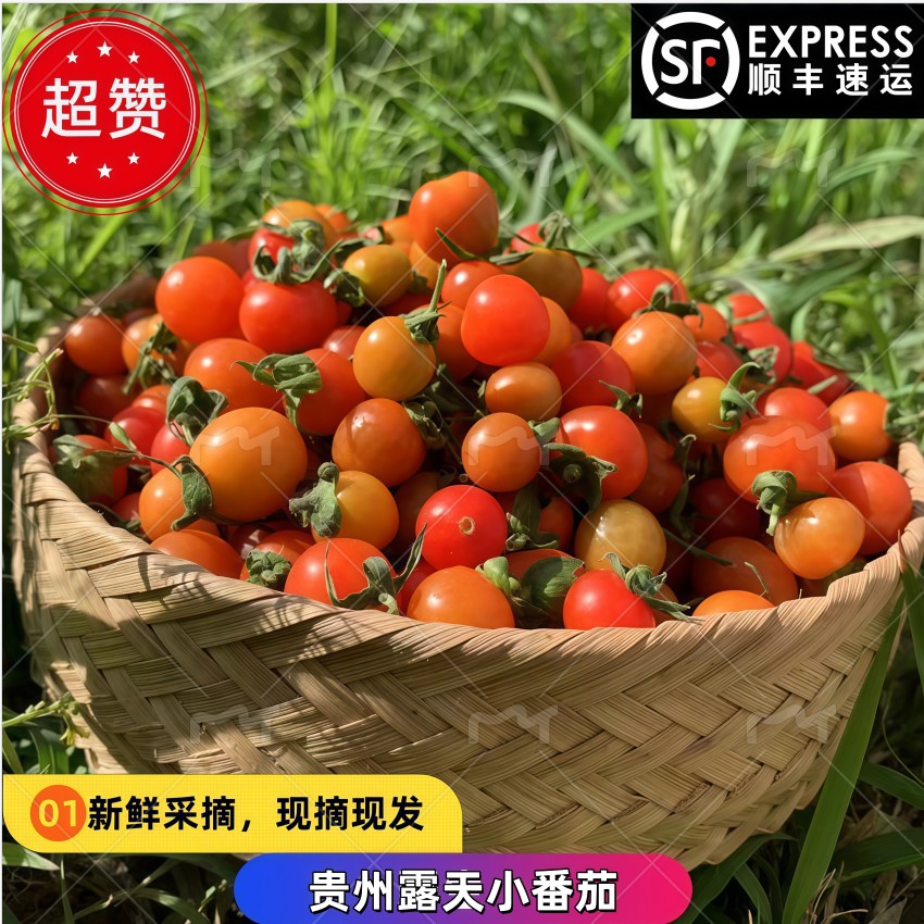 贵州露天毛辣果小番茄顺丰包邮新鲜现摘混装小番茄酸多汁小西红柿