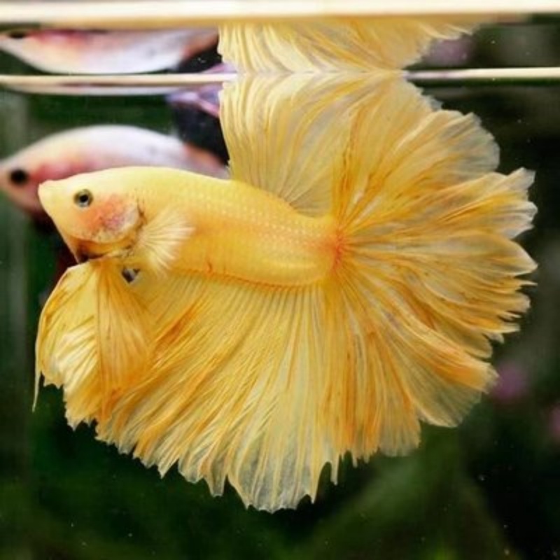 A1（1-24）泰国斗鱼精品鱼小型热带观赏鱼【直播间选鱼】