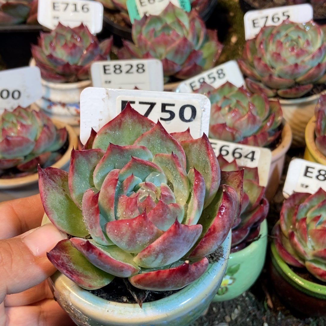 惊鸿一瞥750号楼多肉