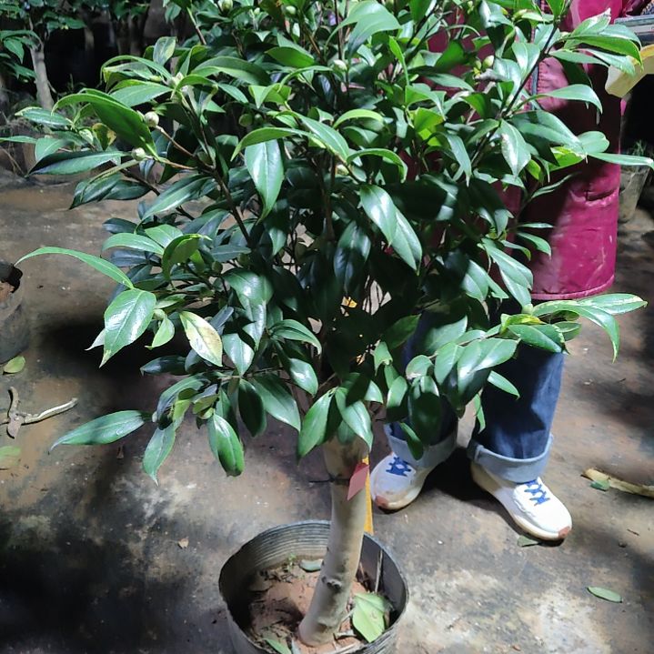 全部花苞复色紫玫瑰不包邮