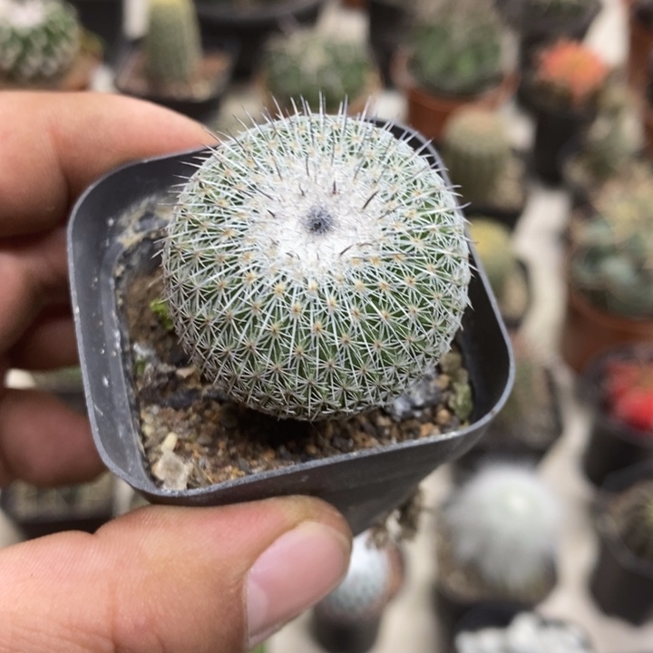 乌月丸特价福利包邮3