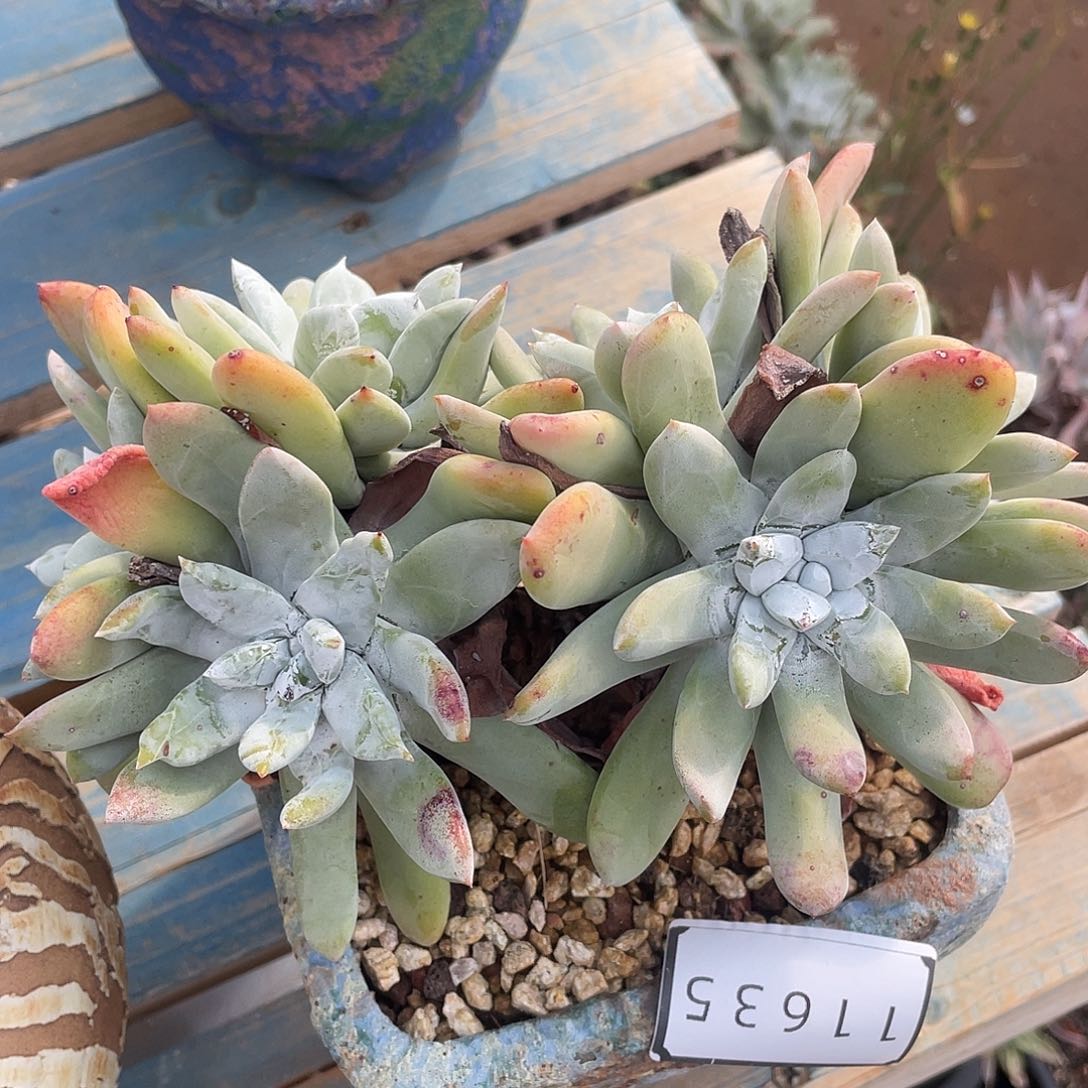 帕翠纱多头老桩群生11635