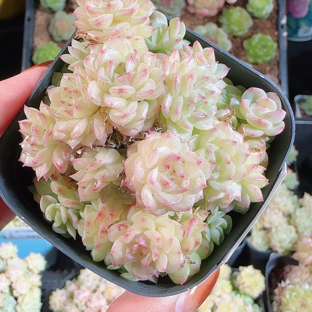 1106-284麦秆优选不包整