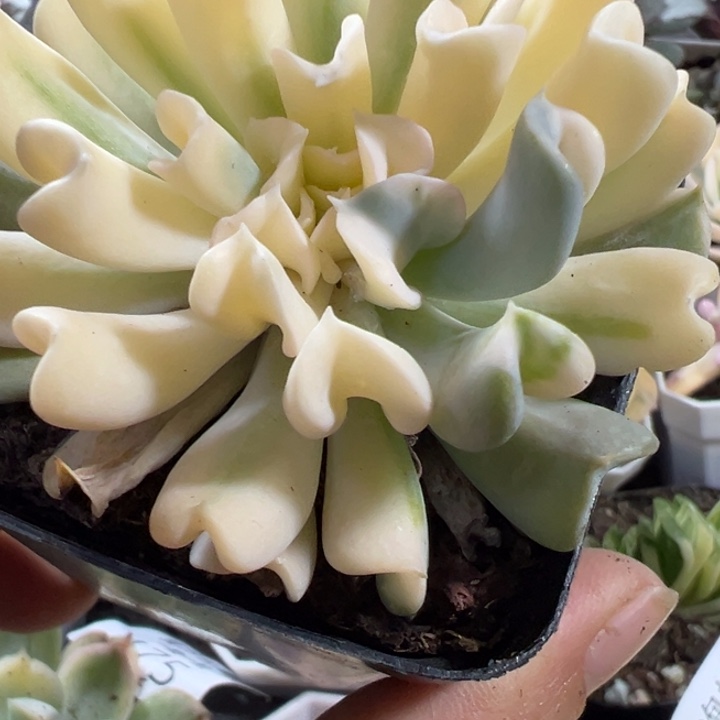 雪精灵锦多肉438多肉植物