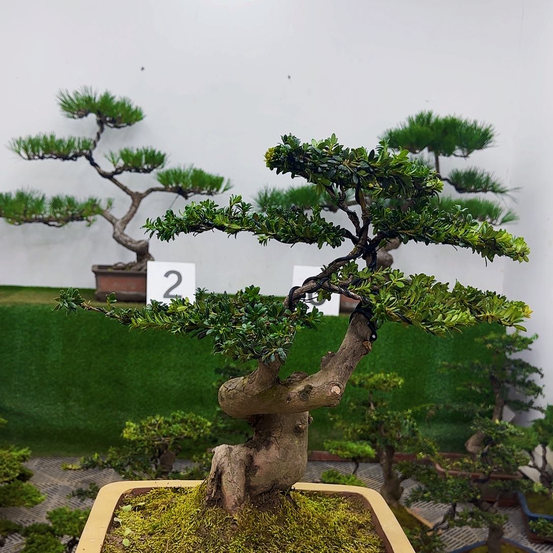 禅盆景盆景盆景盆景