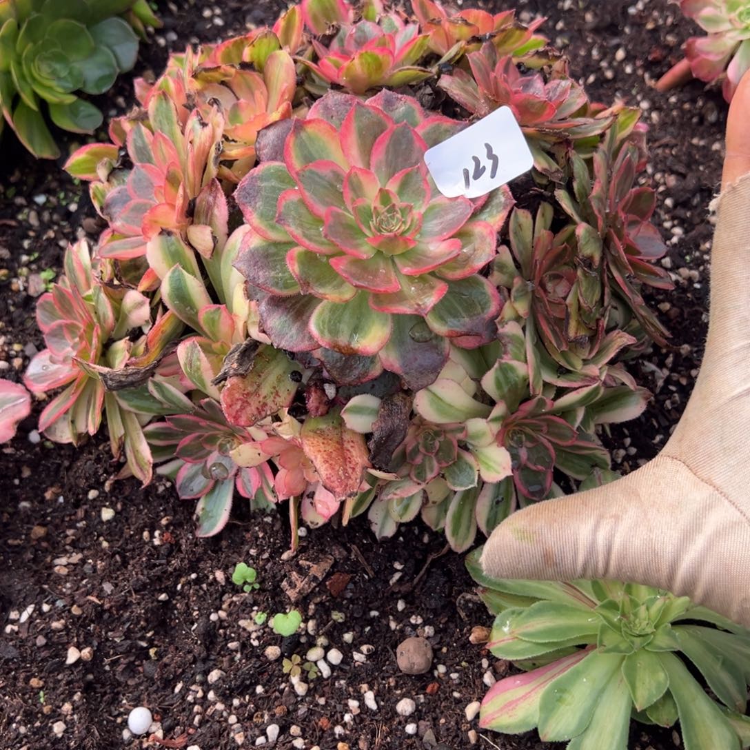 草***人123唐三彩多肉嘻嘻嘻