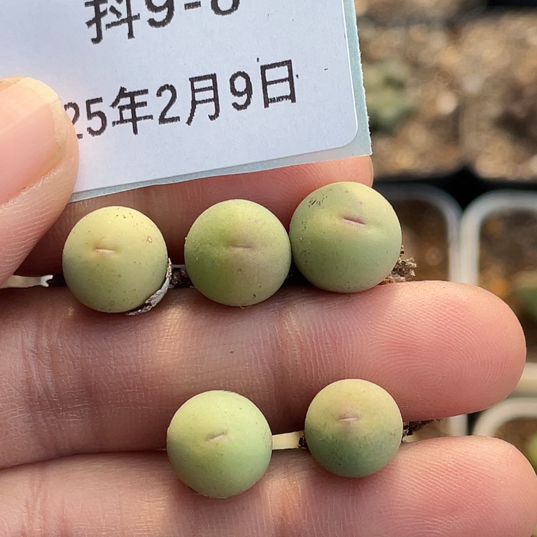 9-8红嘴鸽子蛋多肉植物