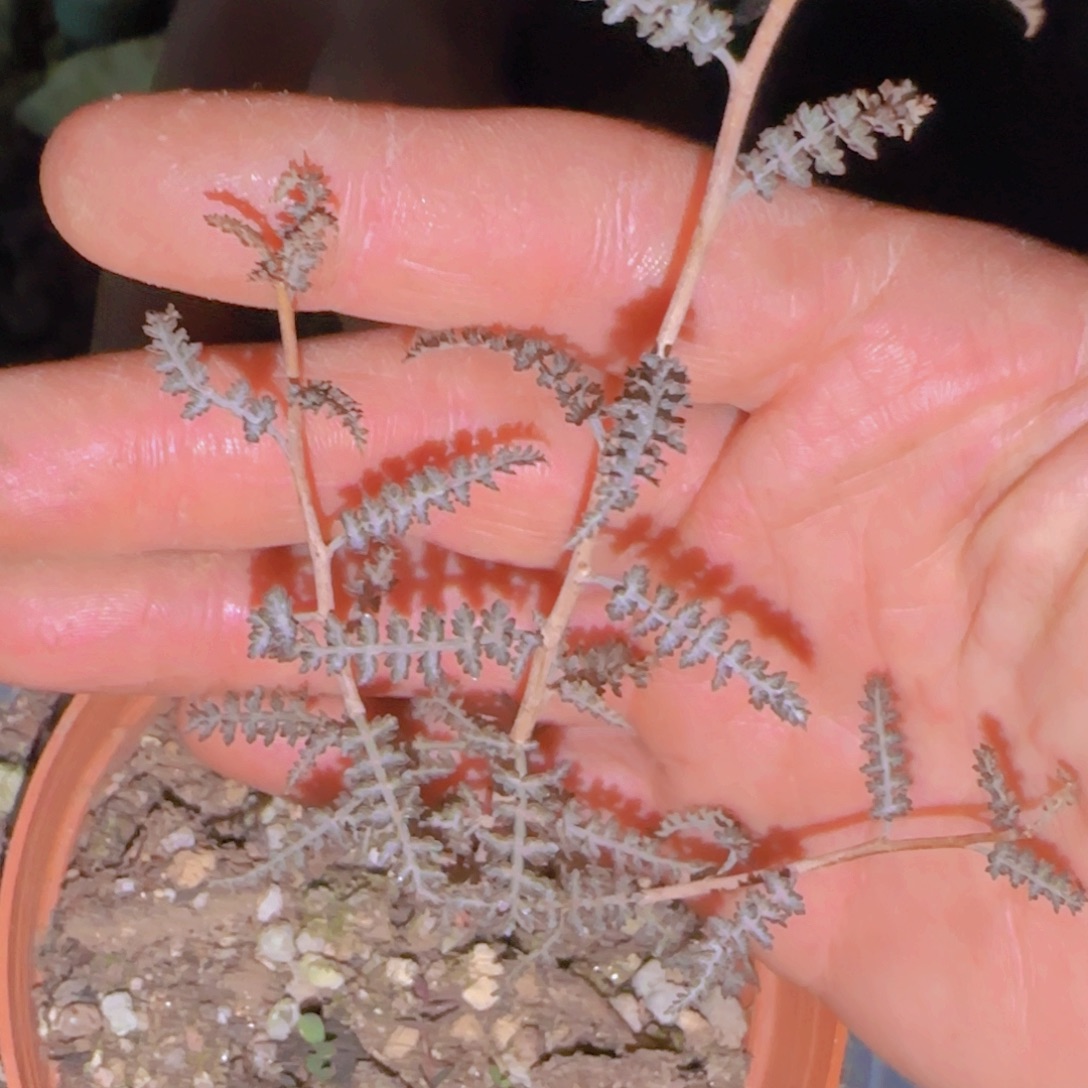 w***s块根植物块根植物块根