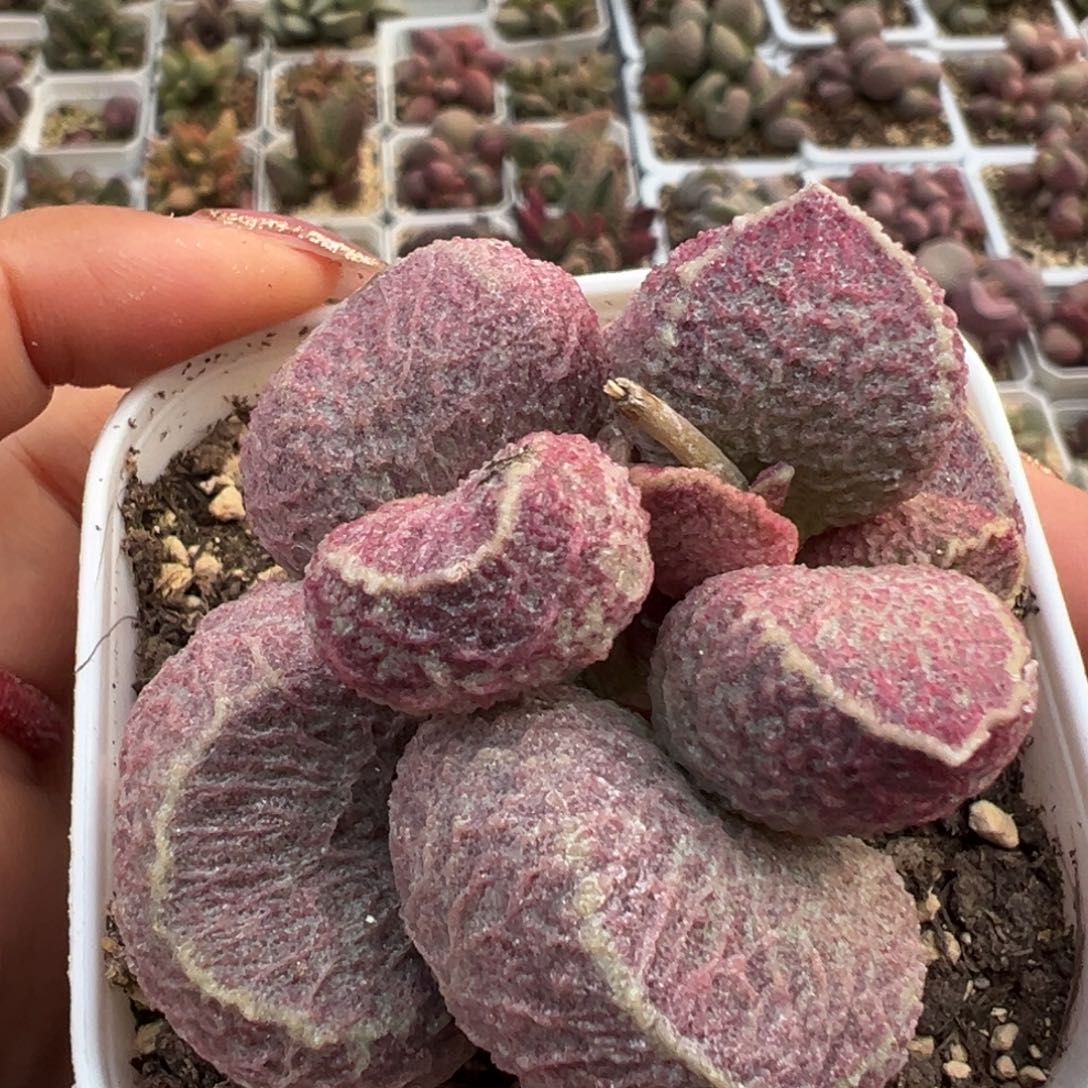 猪肝老桩多肉植物水泡