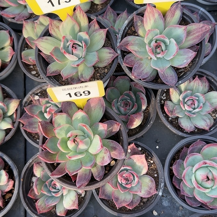 用***4156、175、169惊鸿仙子多肉植物6-9cm