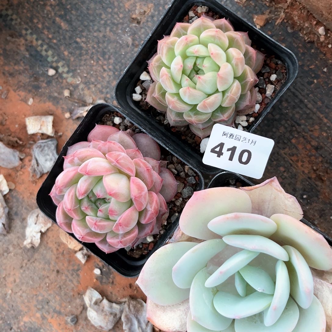 阿雅园艺。           410