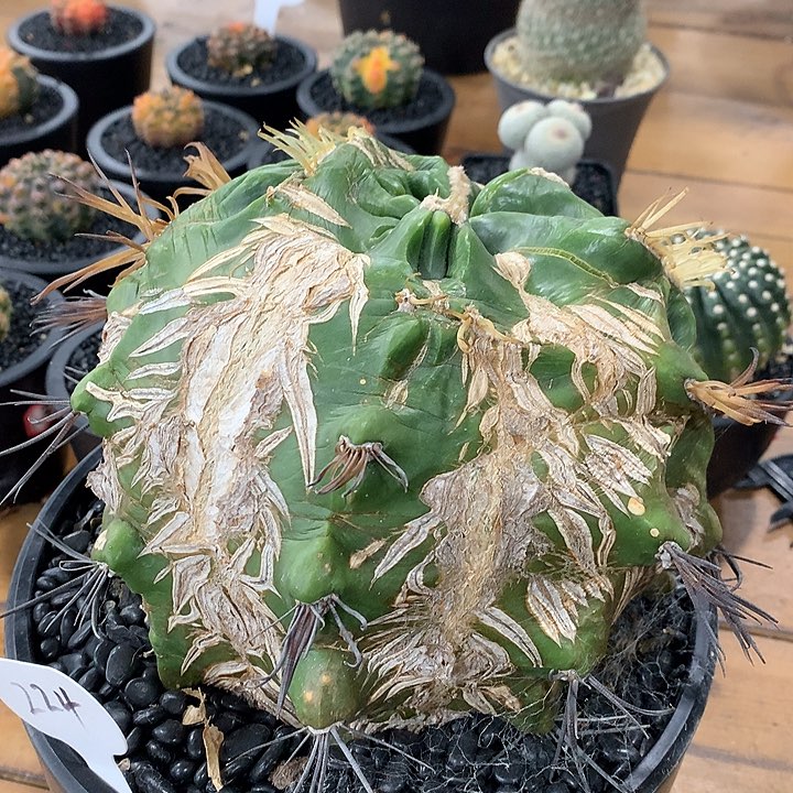 224裸虎刺缀26公分哈哈哈哈哈哈哈
