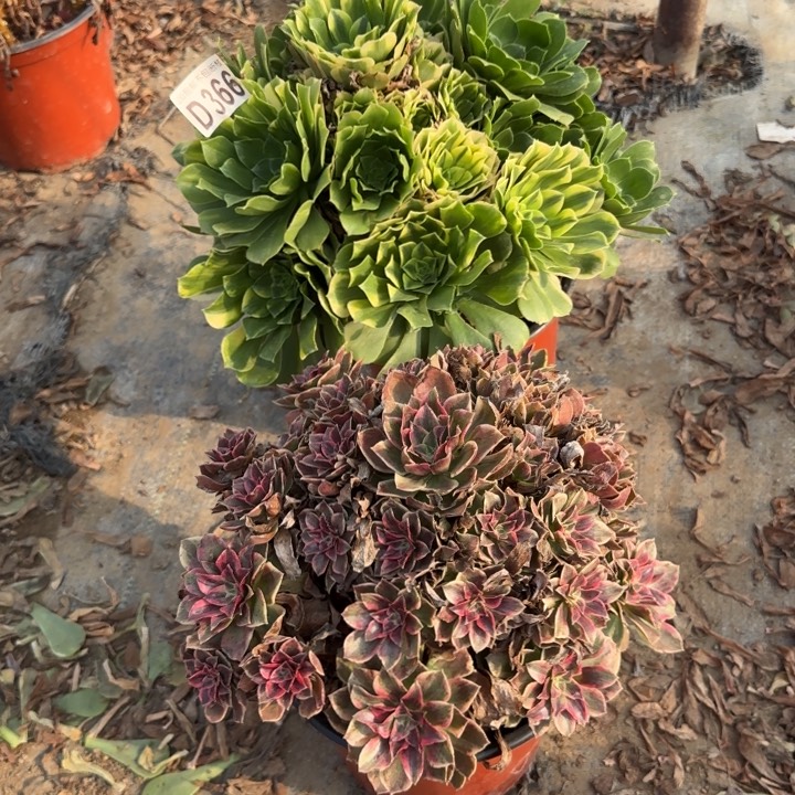 366号……2颗多肉植物……