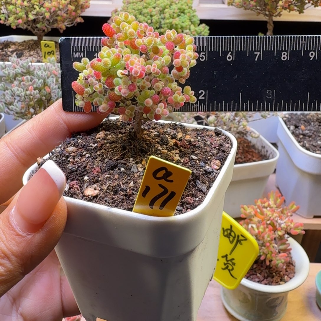 a171号橘子糖冠服4.5厘米左右