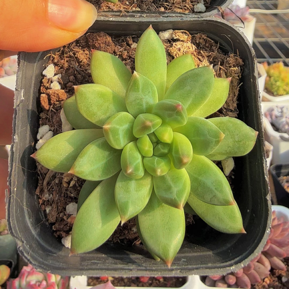 多肉甲骨文单双混（满12.9包邮）