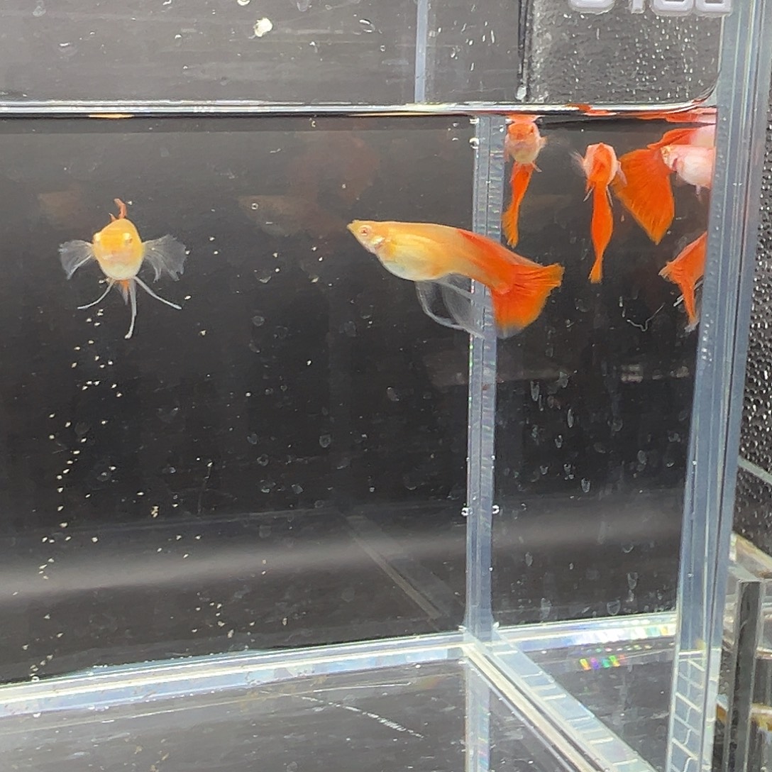 孔雀鱼艾尔银大c2对