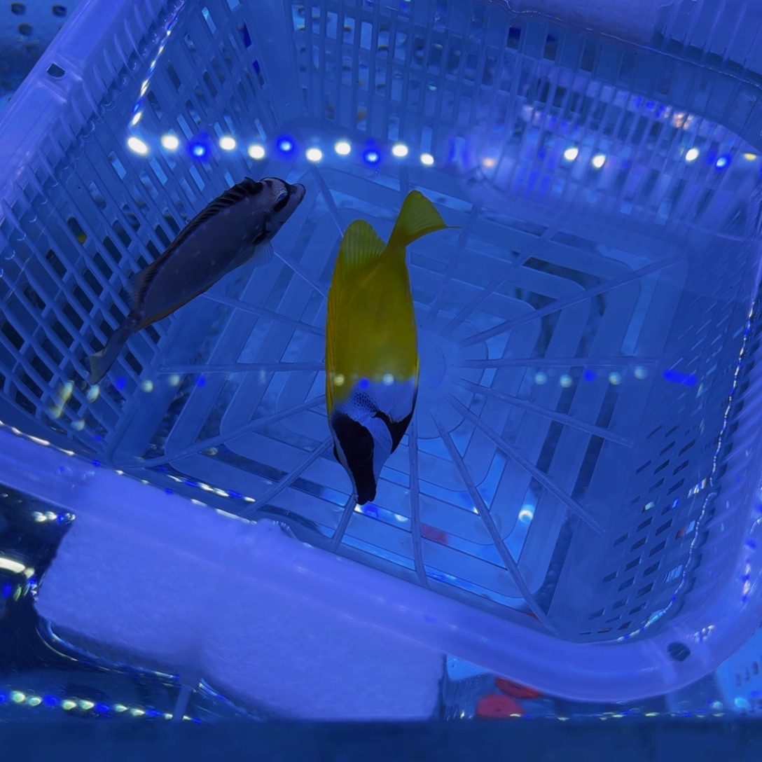 开口天狗 狐狸 七彩 蓝吊2+60运费