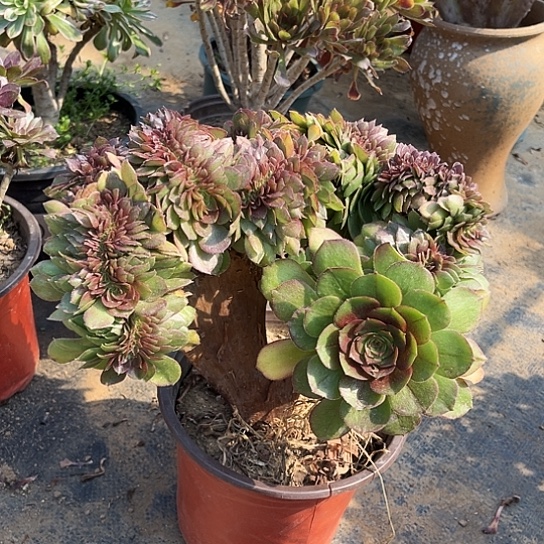 多肉植物万缀化26