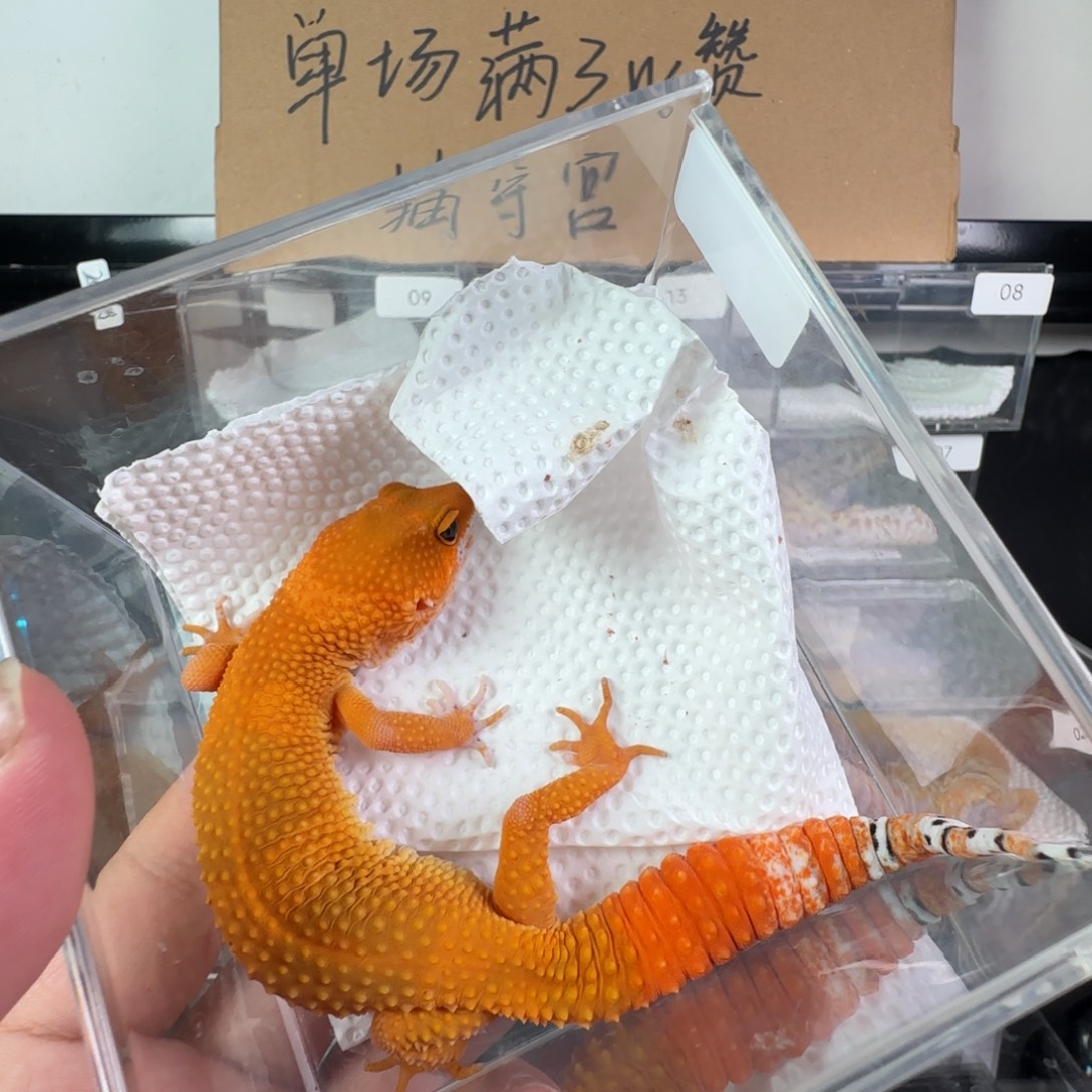 豹纹守宫蜜橘弟弟