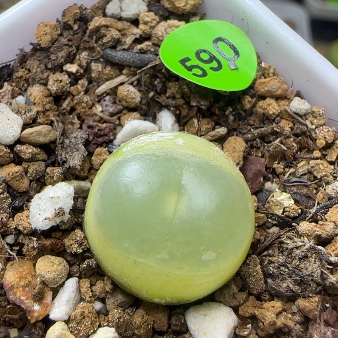 圆拉登1.5+多肉植物590