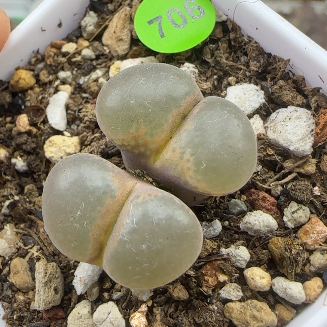 透窗1.7+多肉植物706