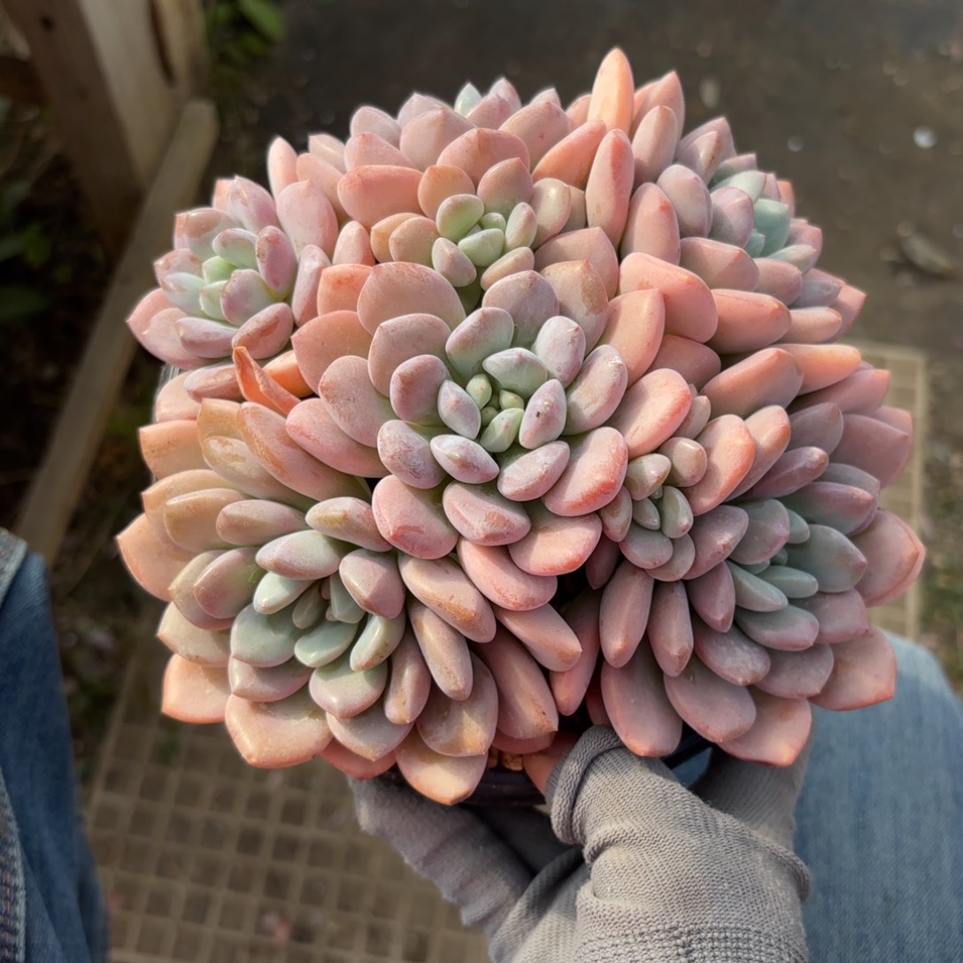 白露多肉888888888880