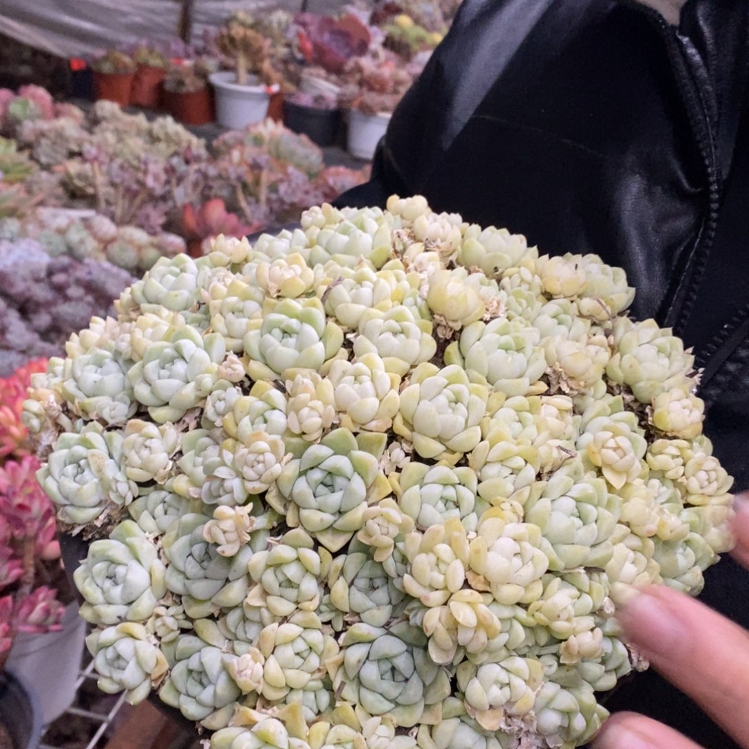 厚叶月影大盆整桩带盆土