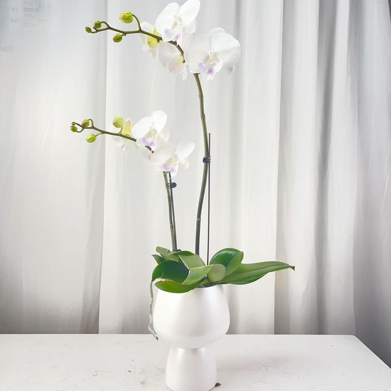 桦艺花卉【白富美】蝴蝶兰轻 奢 绿植花卉艺术高级盆栽植株好养