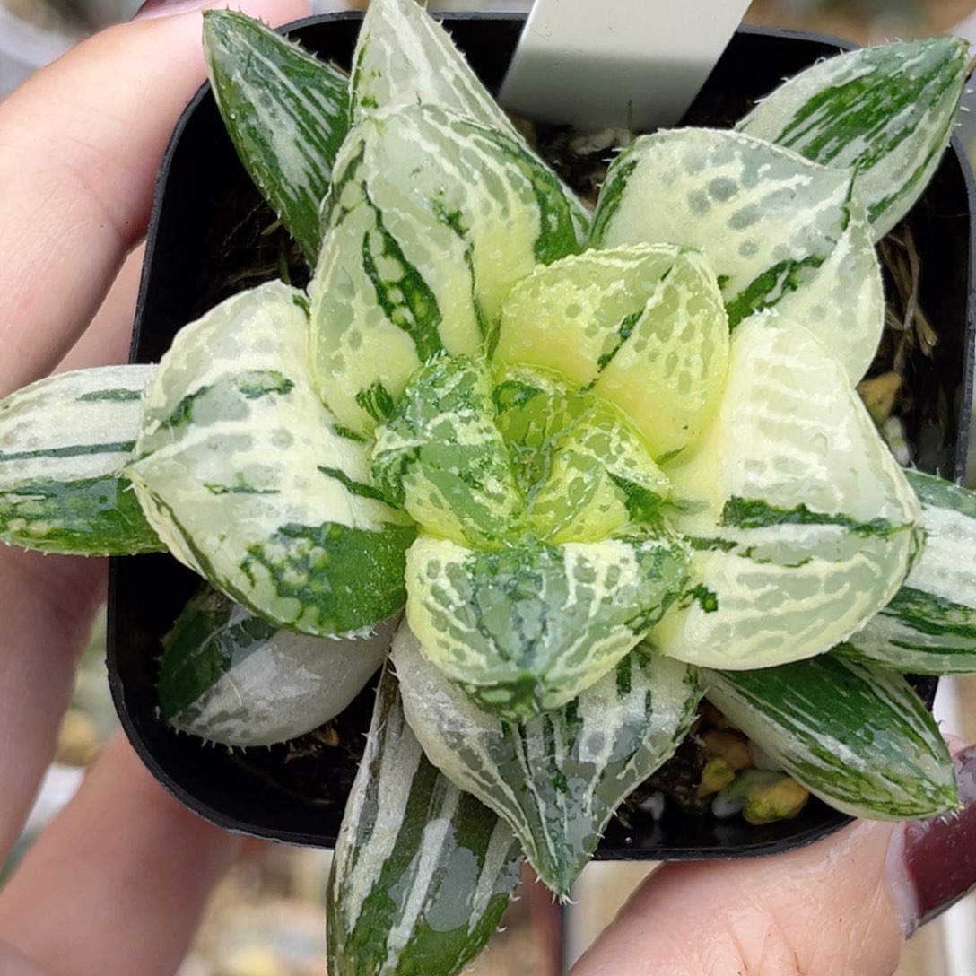 11极上斑巨大丸叶宝莲灯玉露锦福利专场