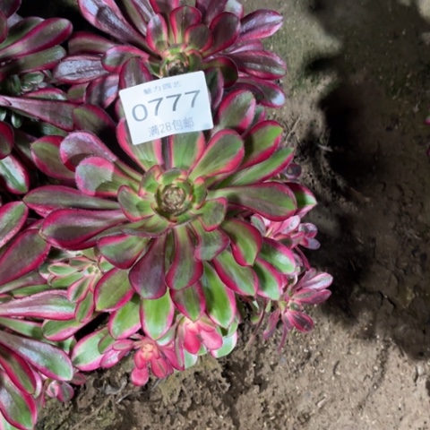 丽娜多肉多肉0777