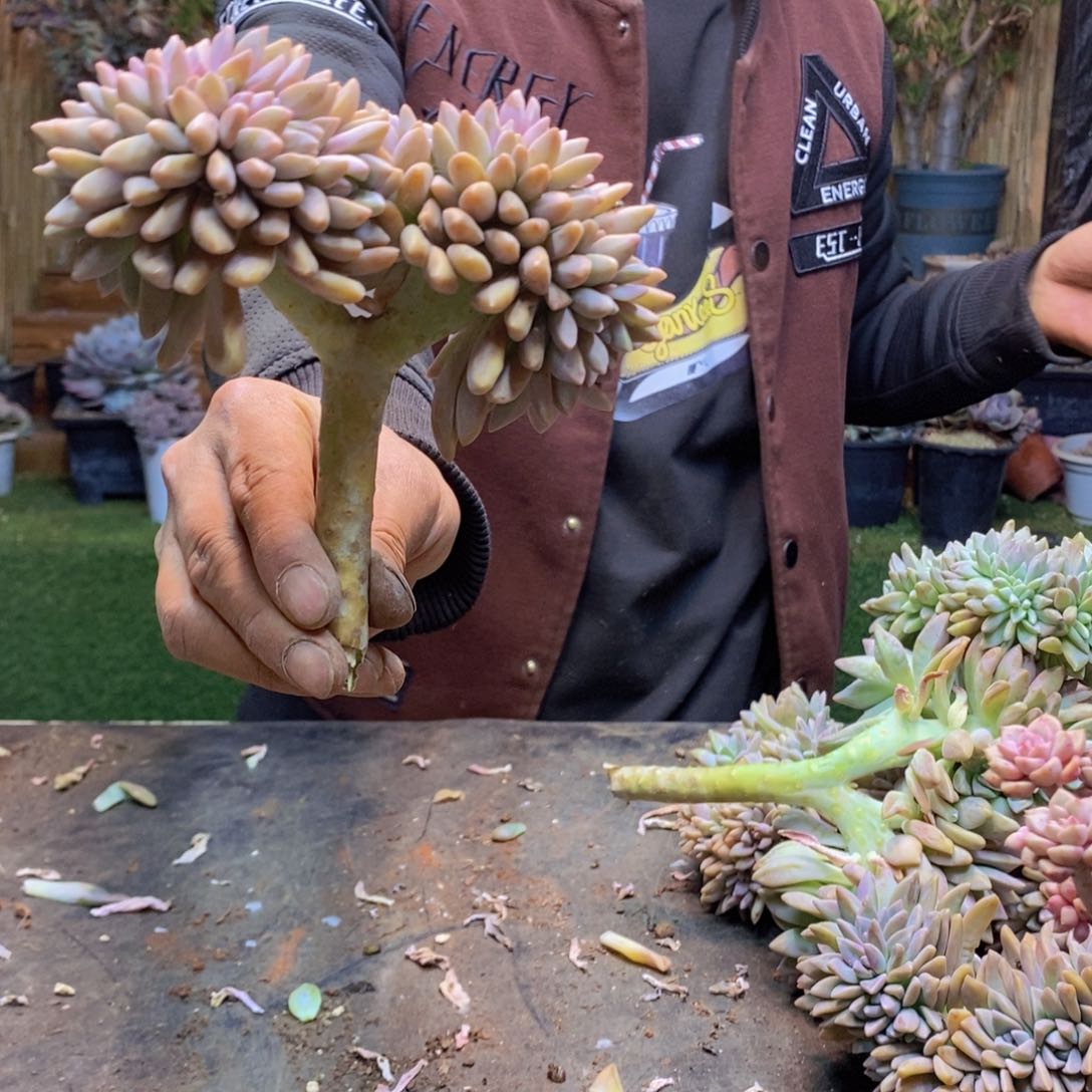 青*@A56号淡雪缀多肉