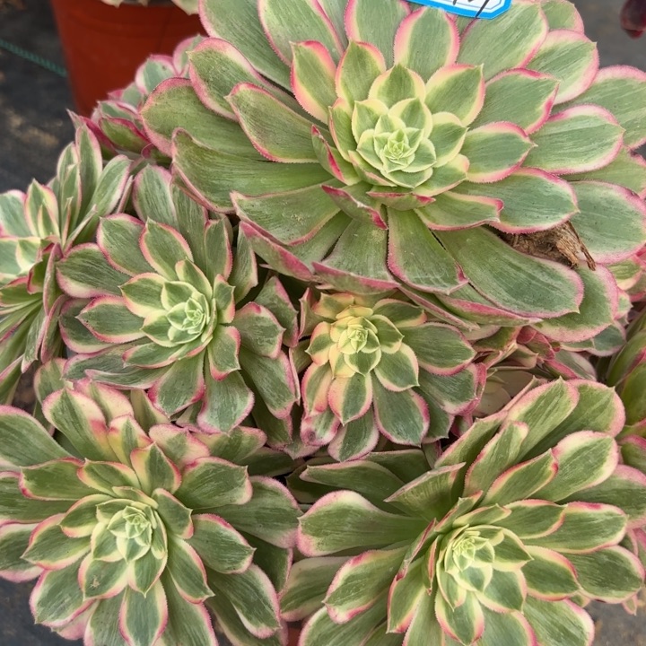 孔雀翎多肉法师不包损24