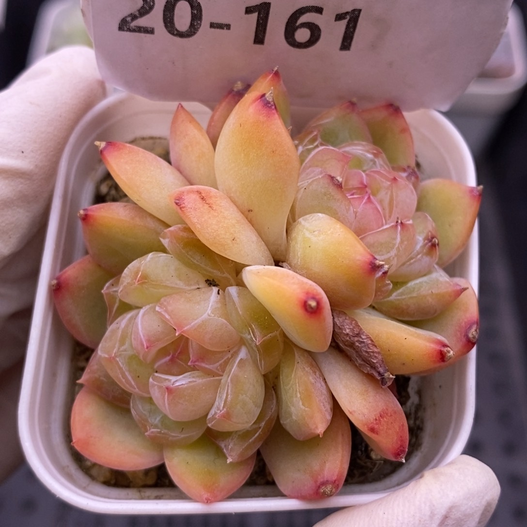 【闪购商品】20-161