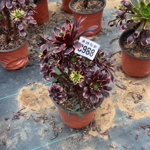 988欧嘉莉不包断枝