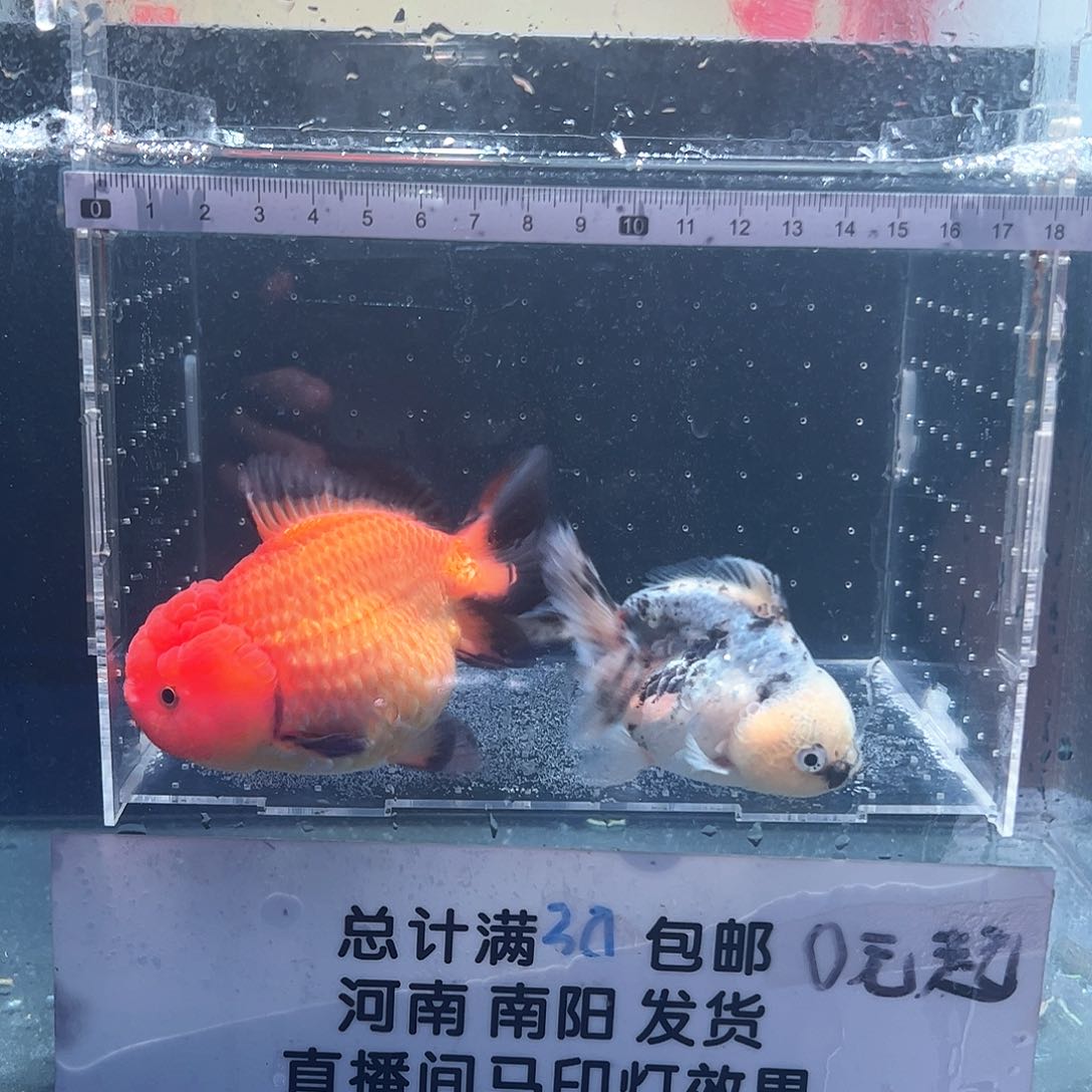 海水鱼1111111111