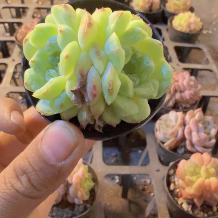 489，带盆带土发货