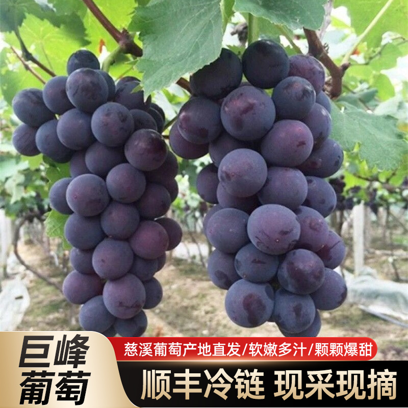 巨峰葡萄新鲜孕妇慈溪原产地酸甜可口当季水果现摘无农残大整串装