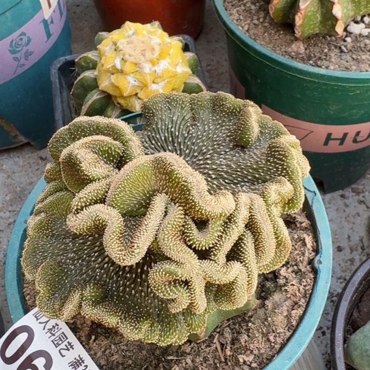 0629薄叶花龙缀仙人球