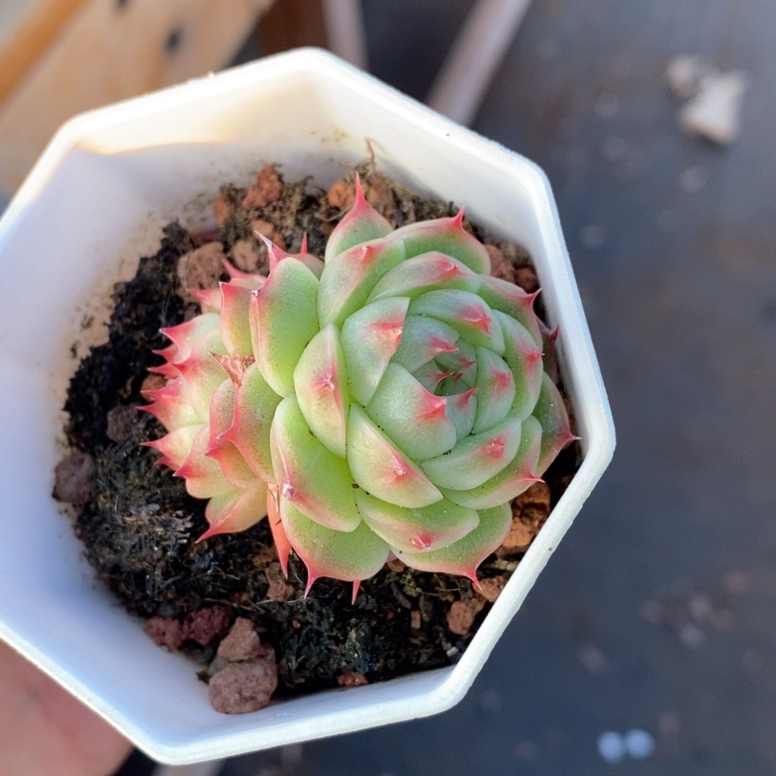 精品多肉一物一拍66