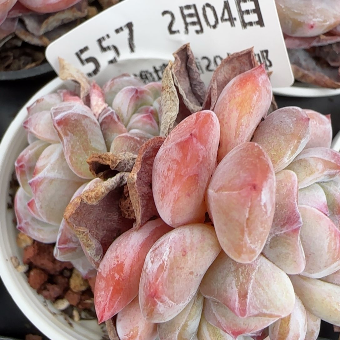 花语逸镜0204-557