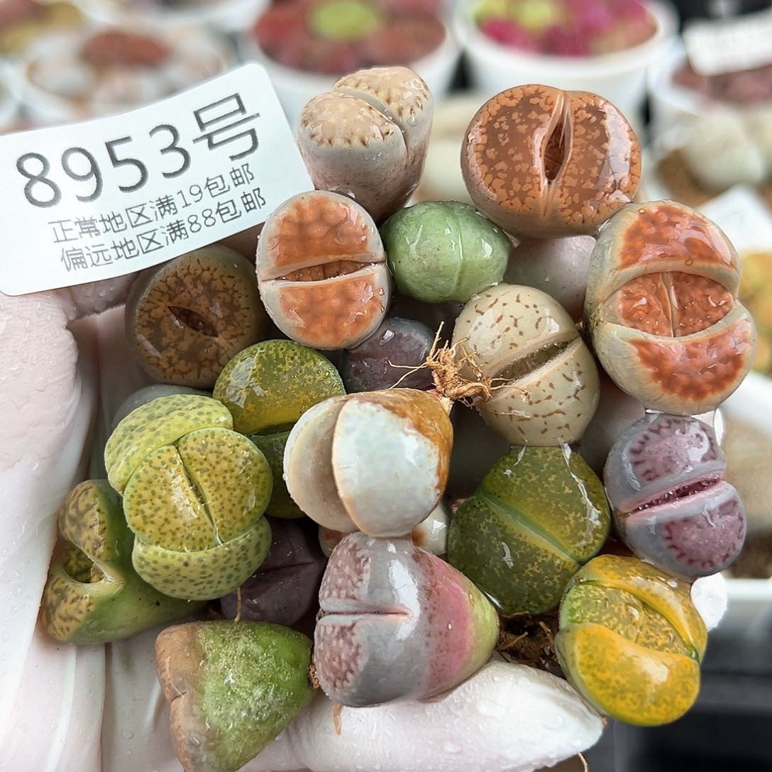 好养易活生石花大母本8953共20颗1.5-2cm