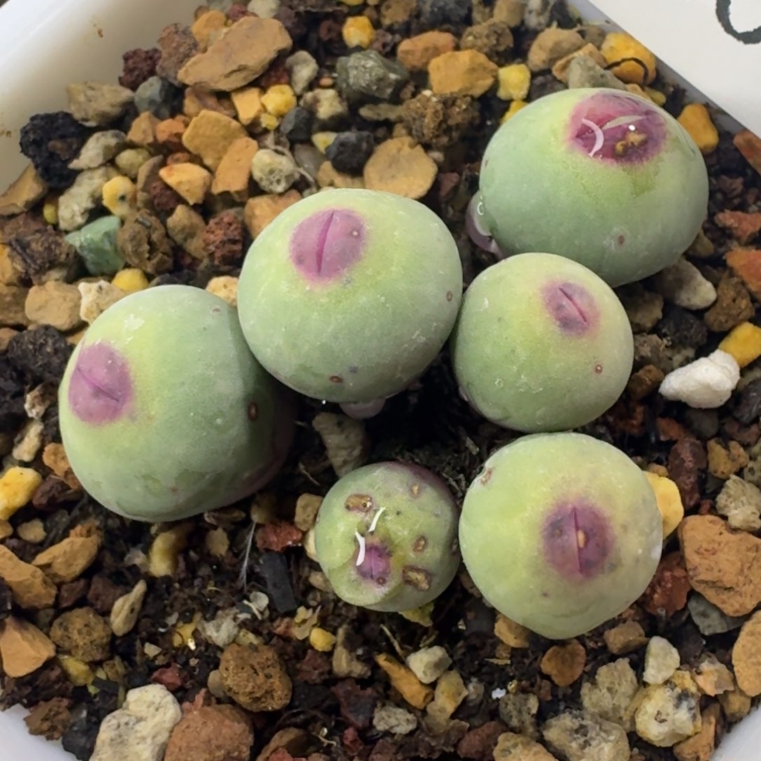 204 中型嘟嘟嘴。      