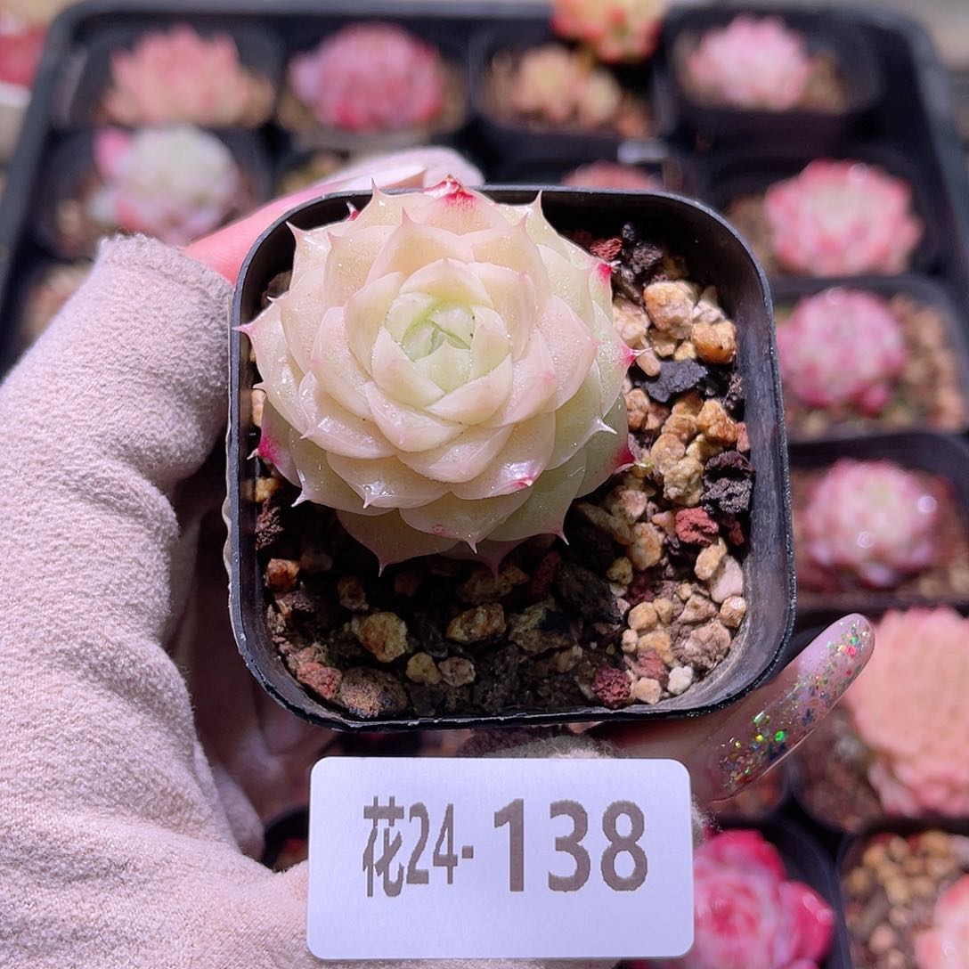 花利美24- 138麦秆