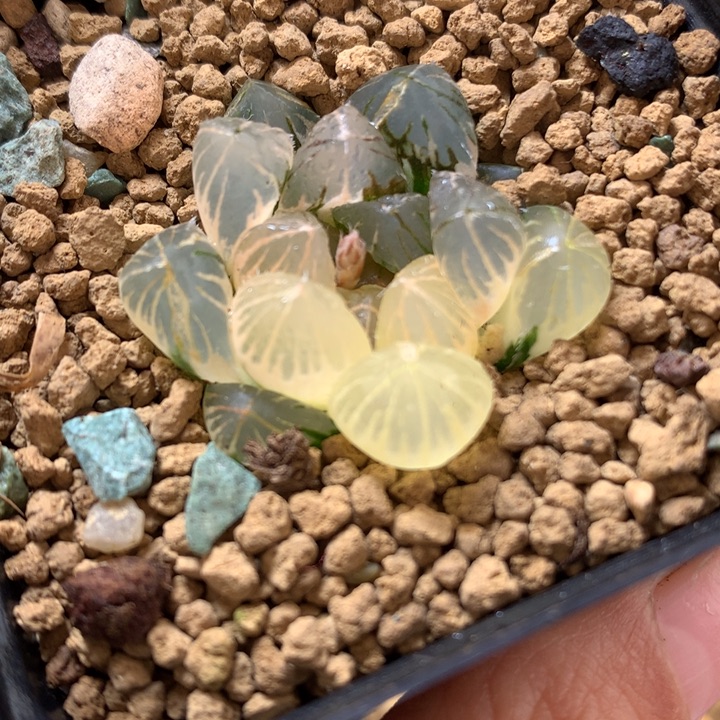 龙爪玉露锦带盆土发货