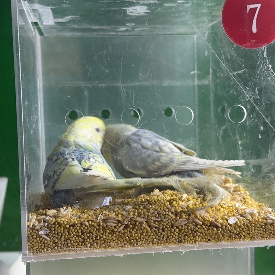 虎皮鹦鹉大头鹦鹉