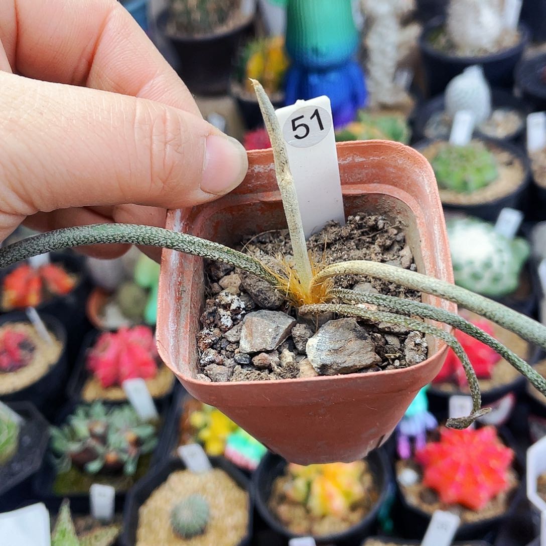 非偏远地区满25包邮仙人球