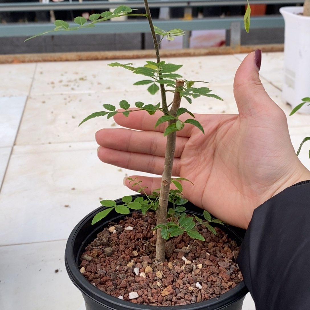 保利没药带盆发货