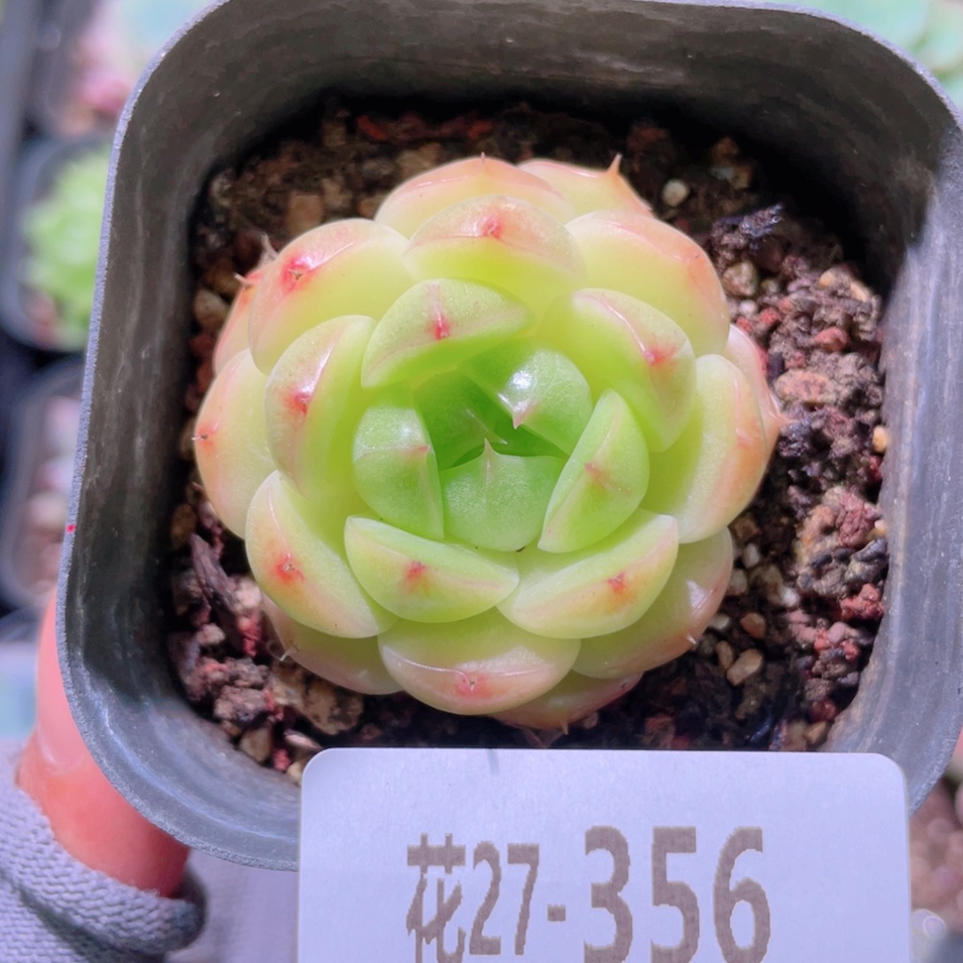 花利美27-356海王